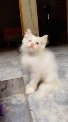 Persian Kitten Triple Coated