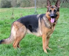 German shepherd