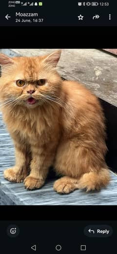 Persian