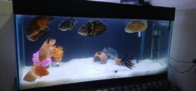 fishes +Aquariam