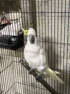 Triton Breeder Male