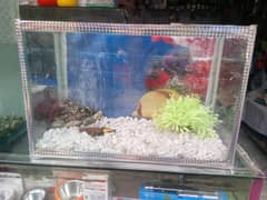 Fish