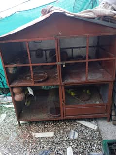 birds for sale with cage.