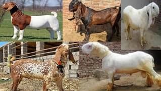 Goat for sale / beetal , kajla mundra, rajanpuri / desi , makhi cheena