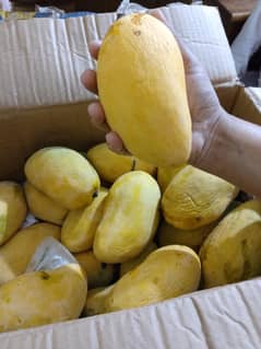 fresh mango box
