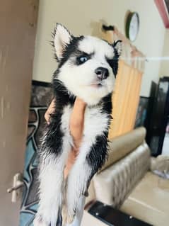 Husky male puppy 30 day old blue eyes