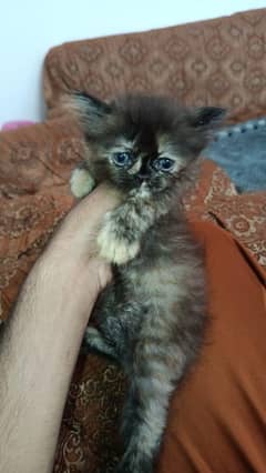 Persian kittens double semi punch and triple