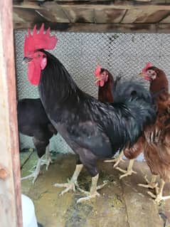 Australorp