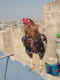Aseel blood 