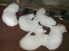 Persian triple coated semi punch face kittens  03234102419