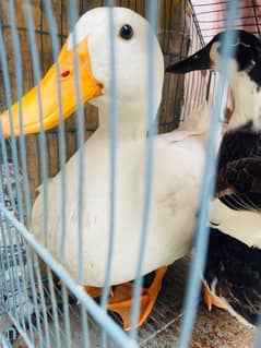 breeder ducks