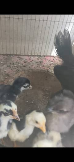 CO-SHAMU & AYAM CEMANI MIX CHICKS