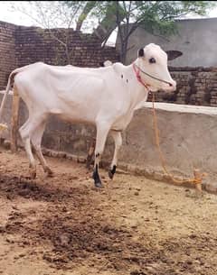Kheeri wachi Fateh Jangi nasal | cattle farm| Kot Fateh khan