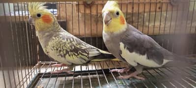 Cockatiel