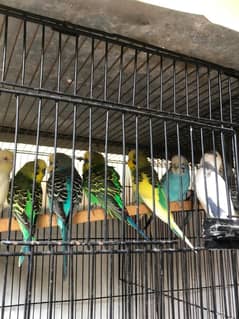 Australain 12 piece 1 pair Love Bird