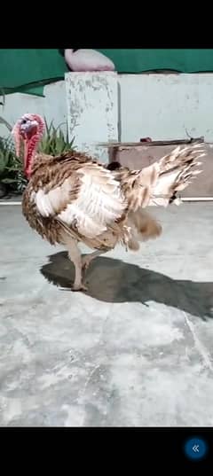 turkey brredar and chiks avilabel  03110245067