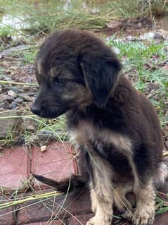 Cute dog available for adoption.