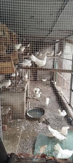full white and mix pigeons