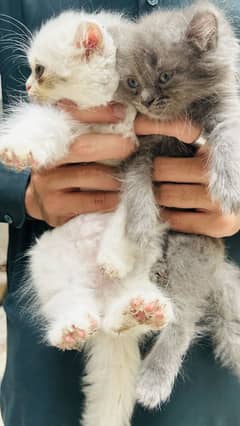 Persian white and grey kittens pair