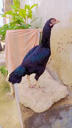 Aseel