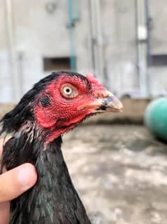 Pure Miawali Full seize Aseel Female/Hen/madi/Chick/Cage/Tokra/bird/