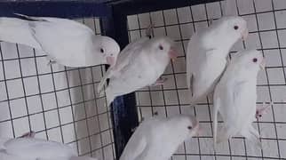 Crimino,Decino, albino red eyes black eyes