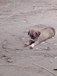 20 day dog age  German shafit