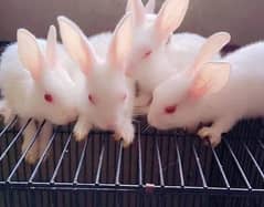 Australian white rabbit with red eyes