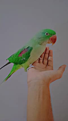 beautiful kashmiri raw parrot