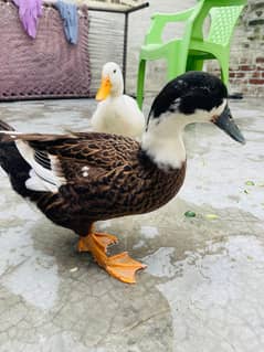breeder ducks male female