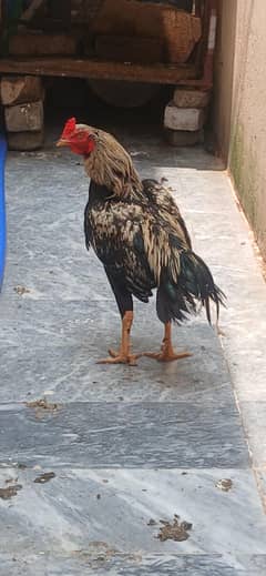 Desi