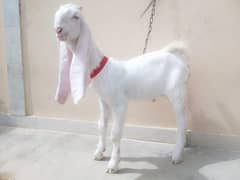 pure gulabi bakra,  baby goat.