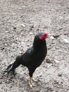 Black aseel mianwali