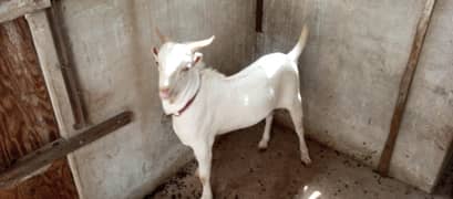 Goats for sale