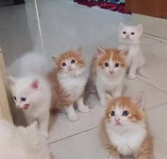 Persian