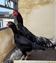 Japnese Shamo Breeder pair #Shamo #Aseel #Japnese #Breeder