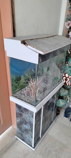 fish aquarium