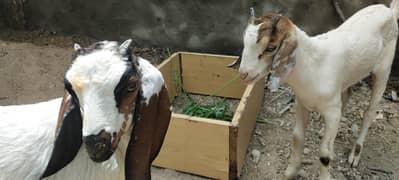 teddy goat kids pair - bakri k bachay