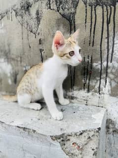 3 month old kittens available for adoption