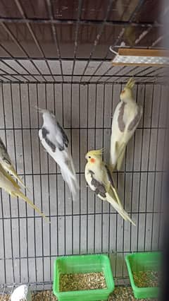 Vpied x spotted pied  pair