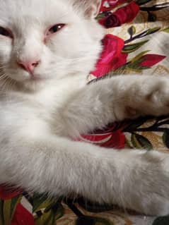 Persian Cat for sale