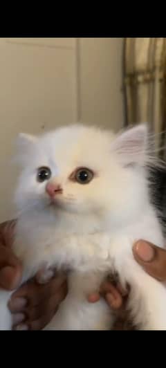 persian cat pair