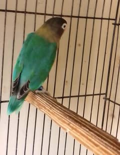 Blue fishri Breeder Female Age 13 months