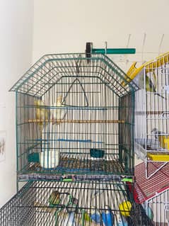 Australian budgies & Cages