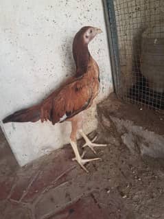 Aseel chicks