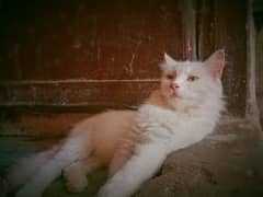 Adorable Persian kitten for sale