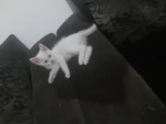 Persian Cat white colour crystal eyes