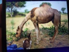 female  Camel for sale 03464544749