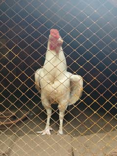 Heera pair, Pure White, Good Breader Active and Healthy