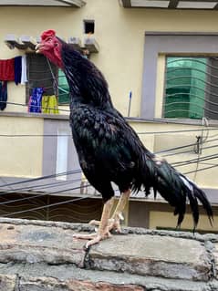 Lakha